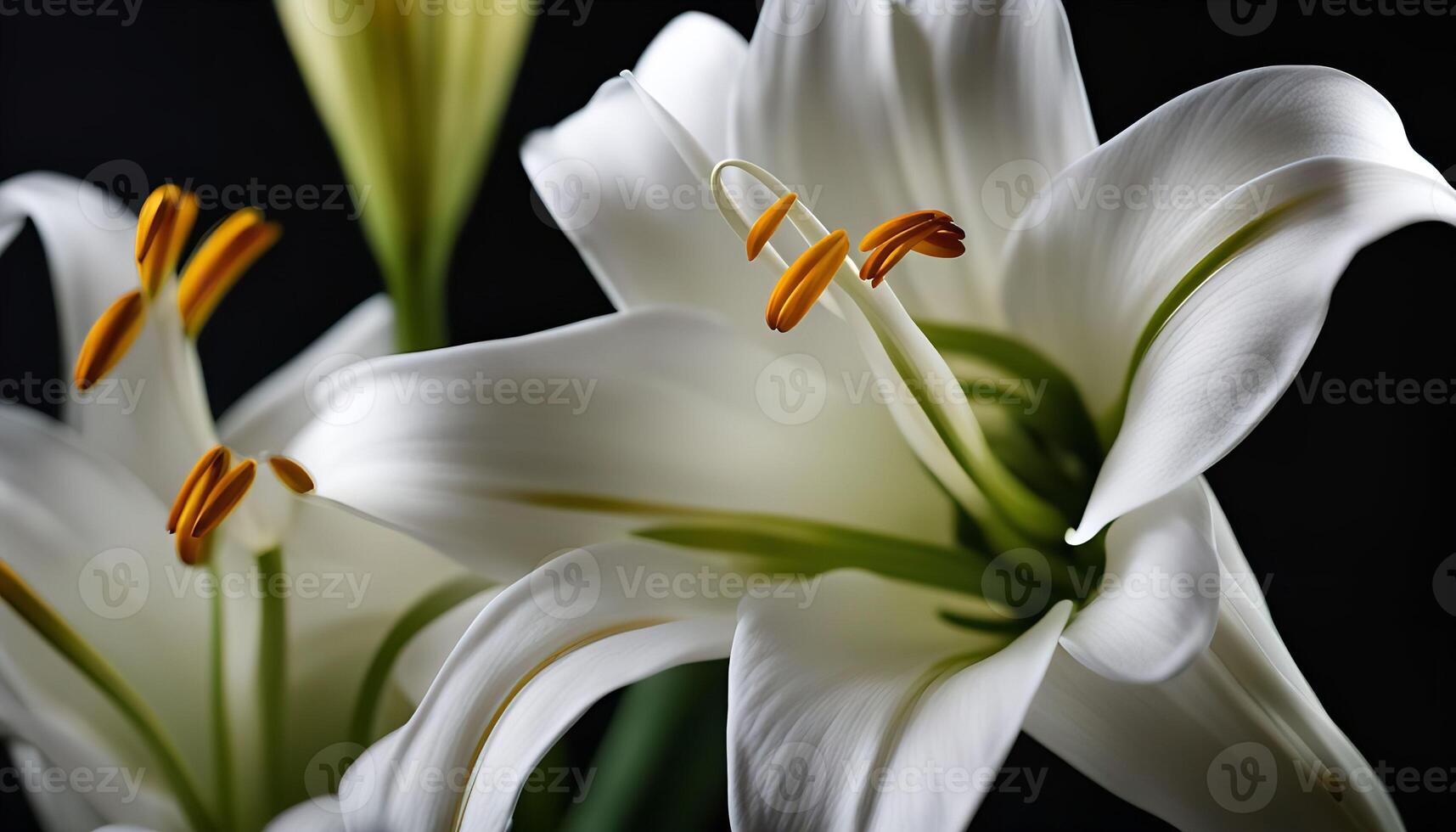 White Lily Flower Blossom photo