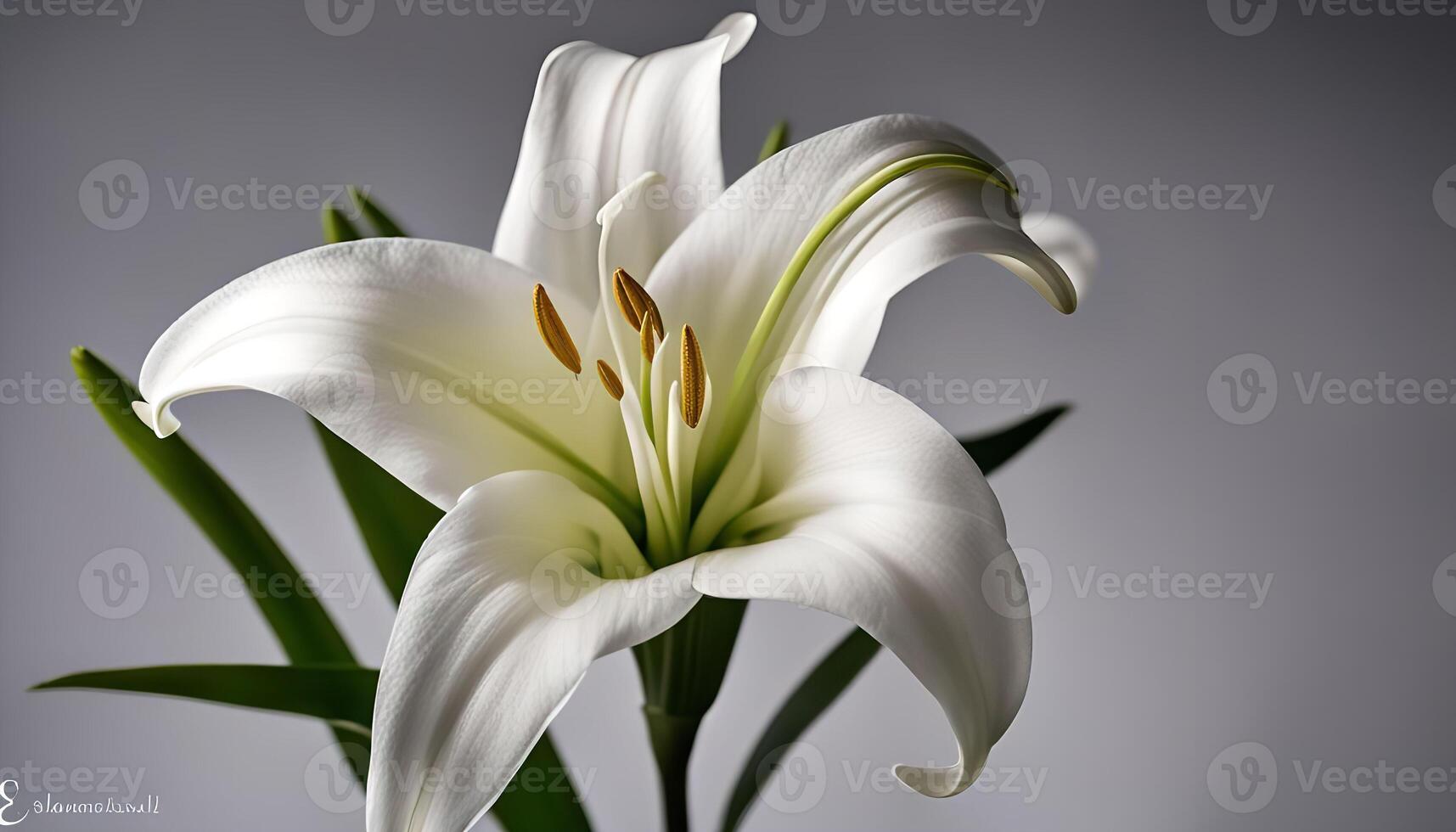 White Lily Flower with Green Stems on Grey Background photo