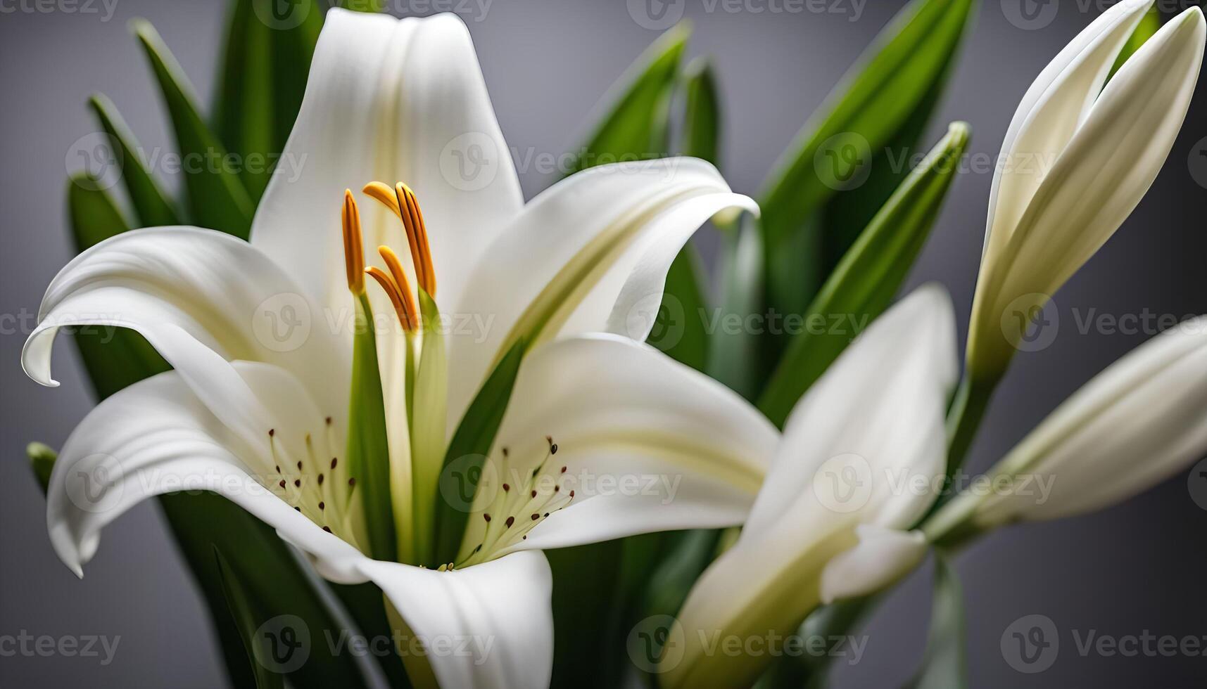White Lily Bloom photo