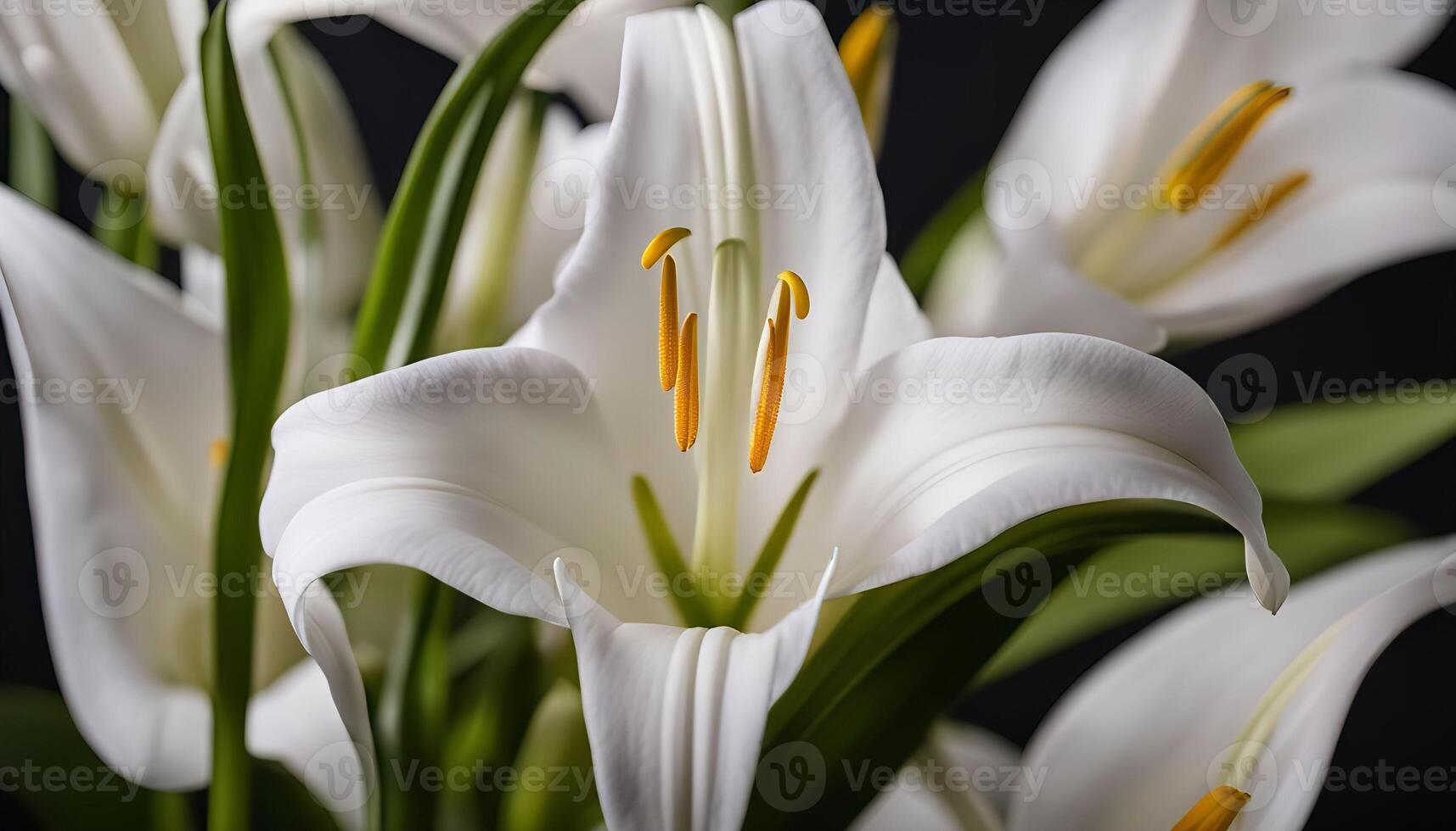 Close-up of White Lilies with Green Stems photo