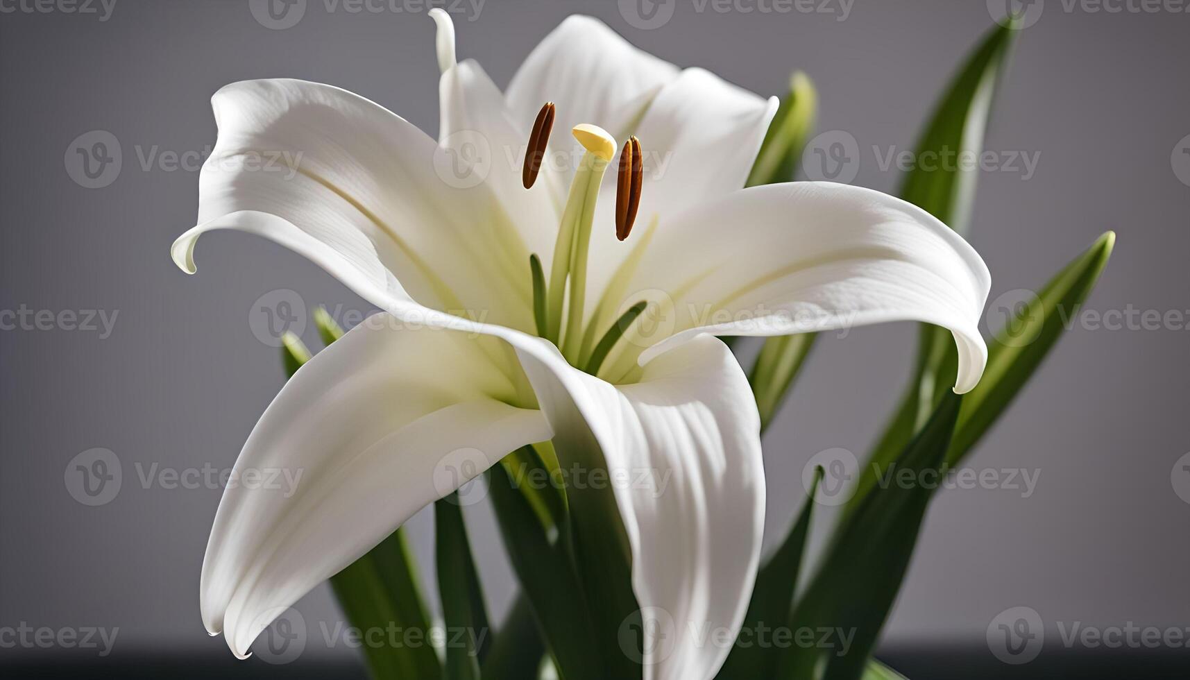 White Lily Bloom photo