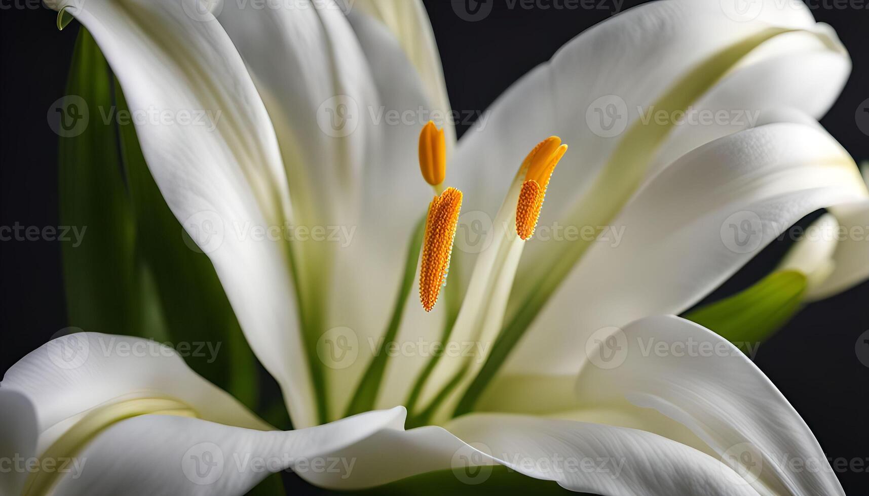 Close Up of White Lily Flower with Orange Stamens photo