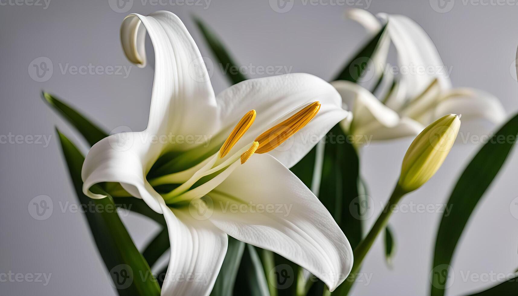 A Delicate White Lily in Bloom photo