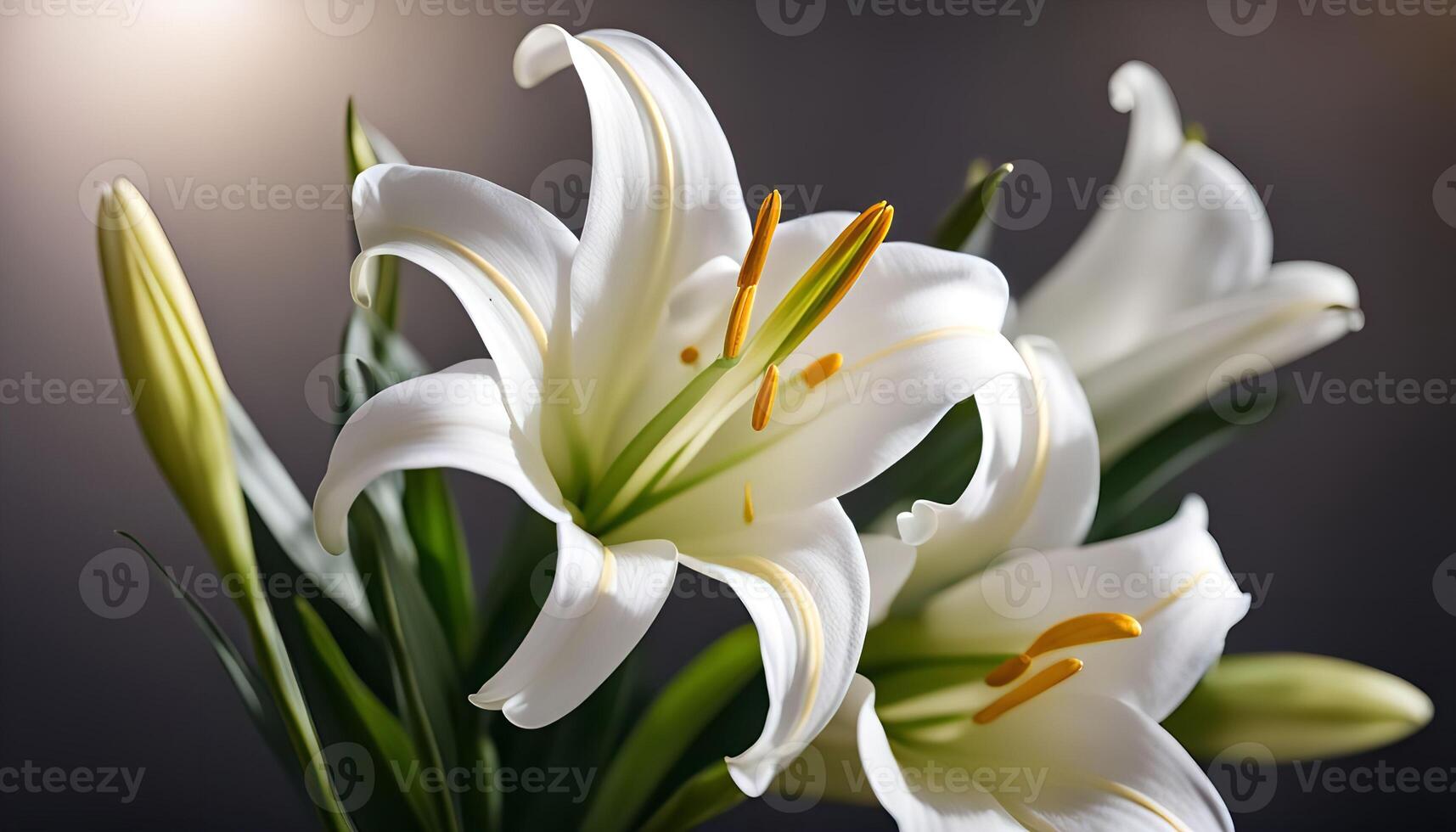 Close-up of a White Lily Flower photo