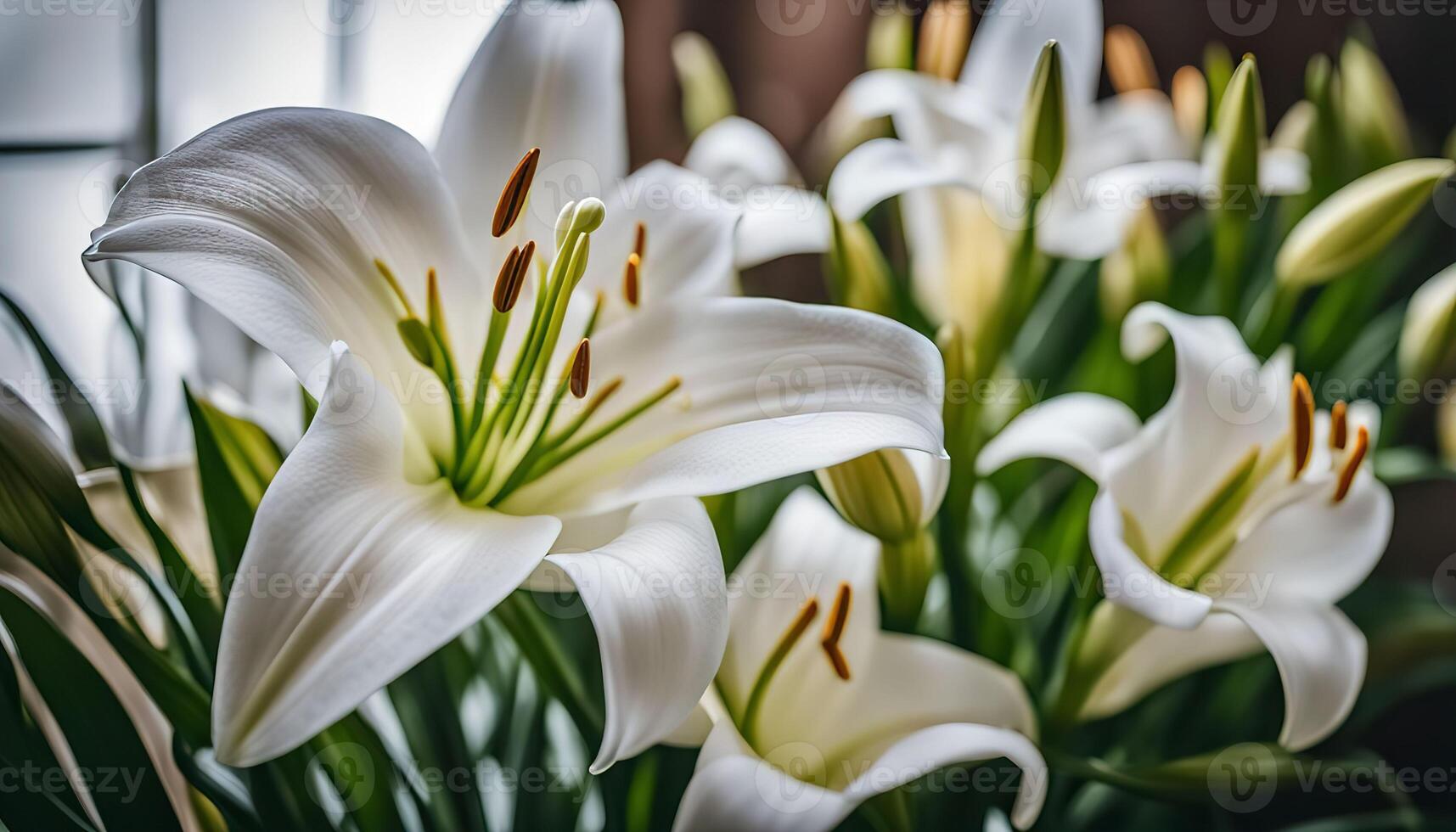 White Lilies in Bloom photo