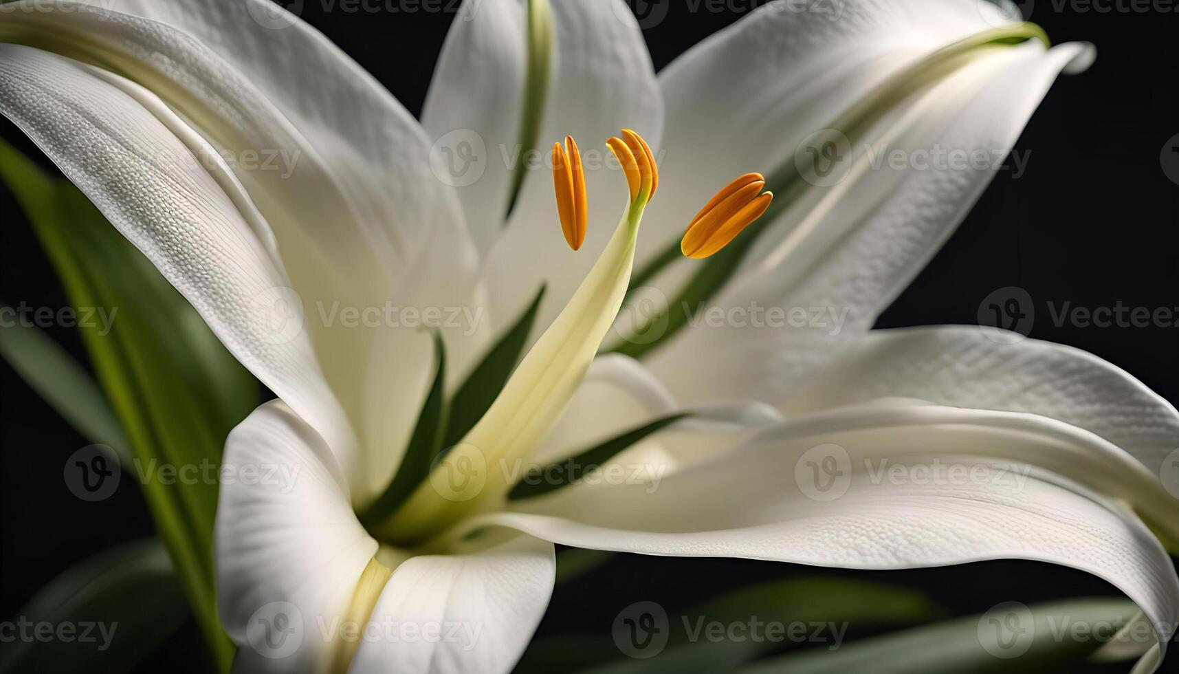 Closeup of a White Lily photo