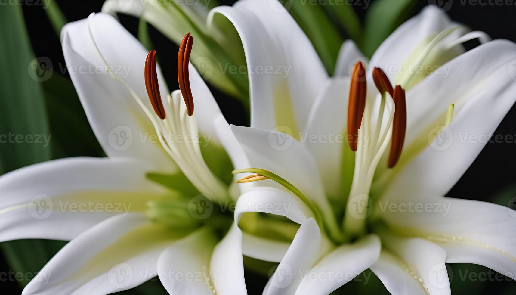 Close-Up of a White Lily Flower photo