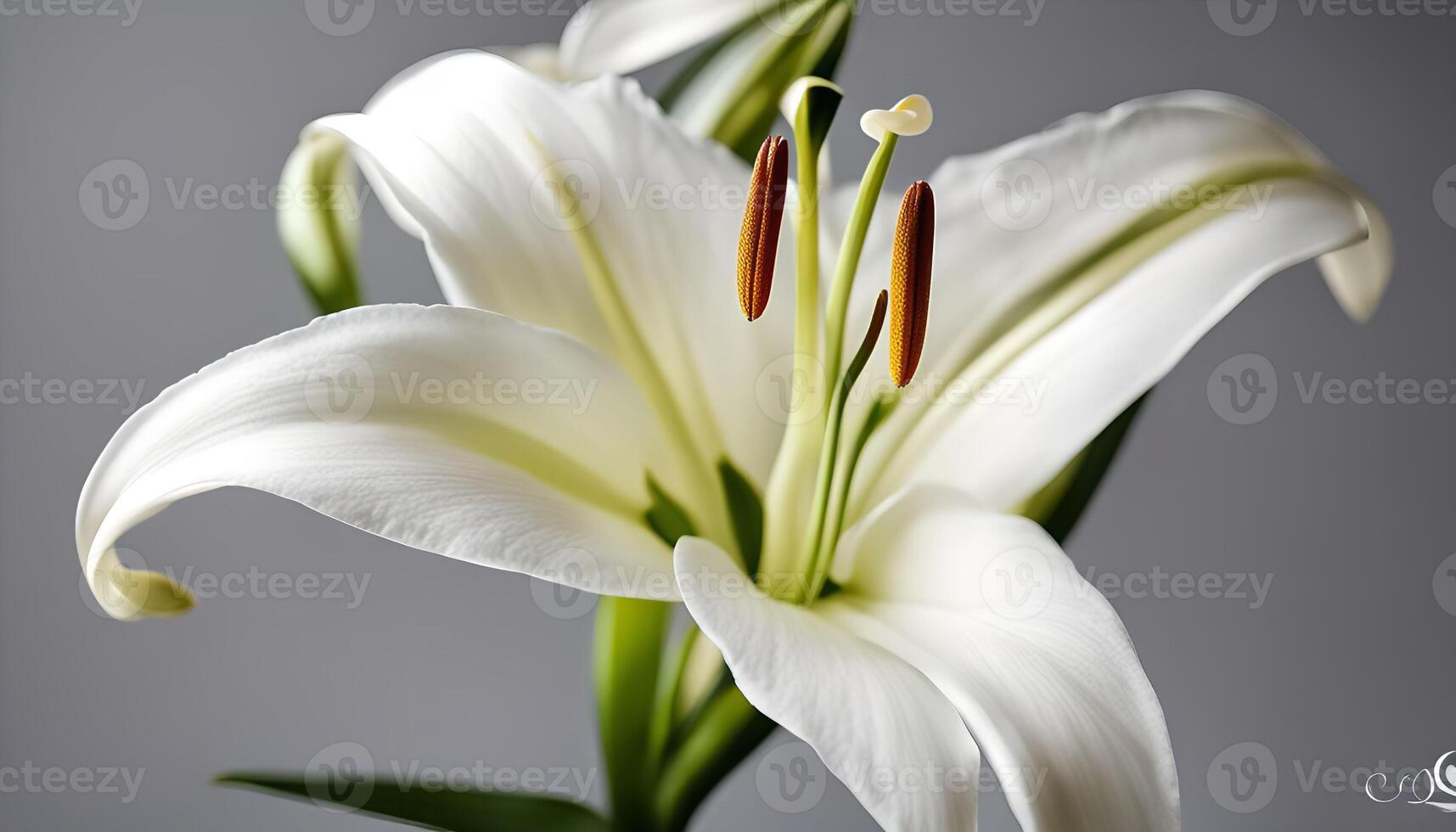 White Lily Close Up photo