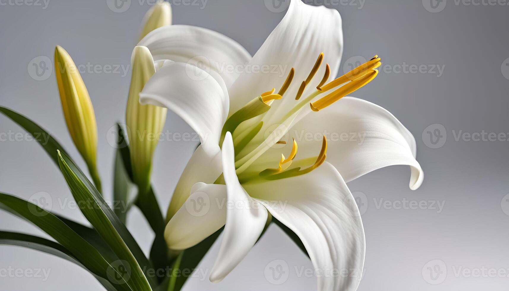 Close-up of a White Lily photo