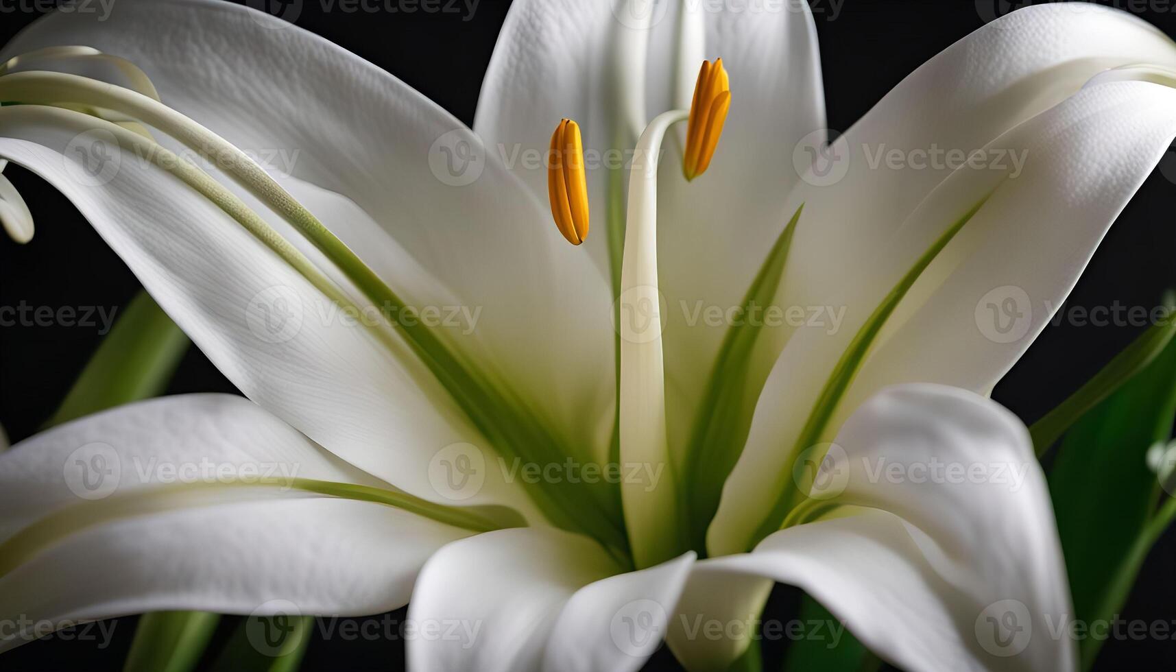 Close-up of a White Lily photo