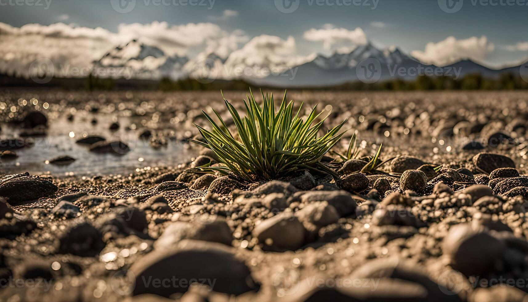A Small Plant Surviving in a Stony Landscape photo