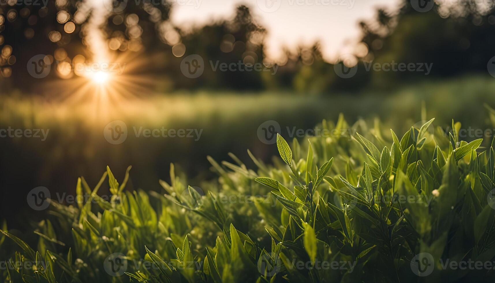 Golden Hour Glow photo
