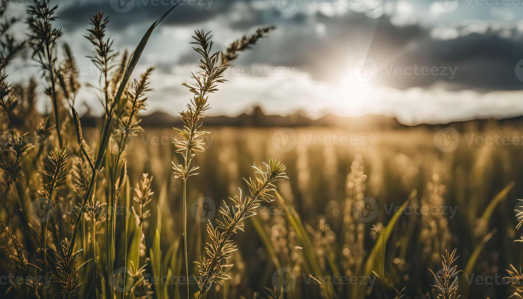 Sunset Over a Field of Grass photo