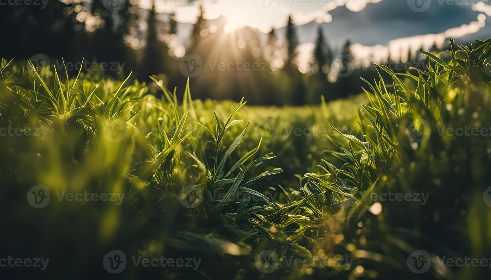 Sunrise through the Grass photo