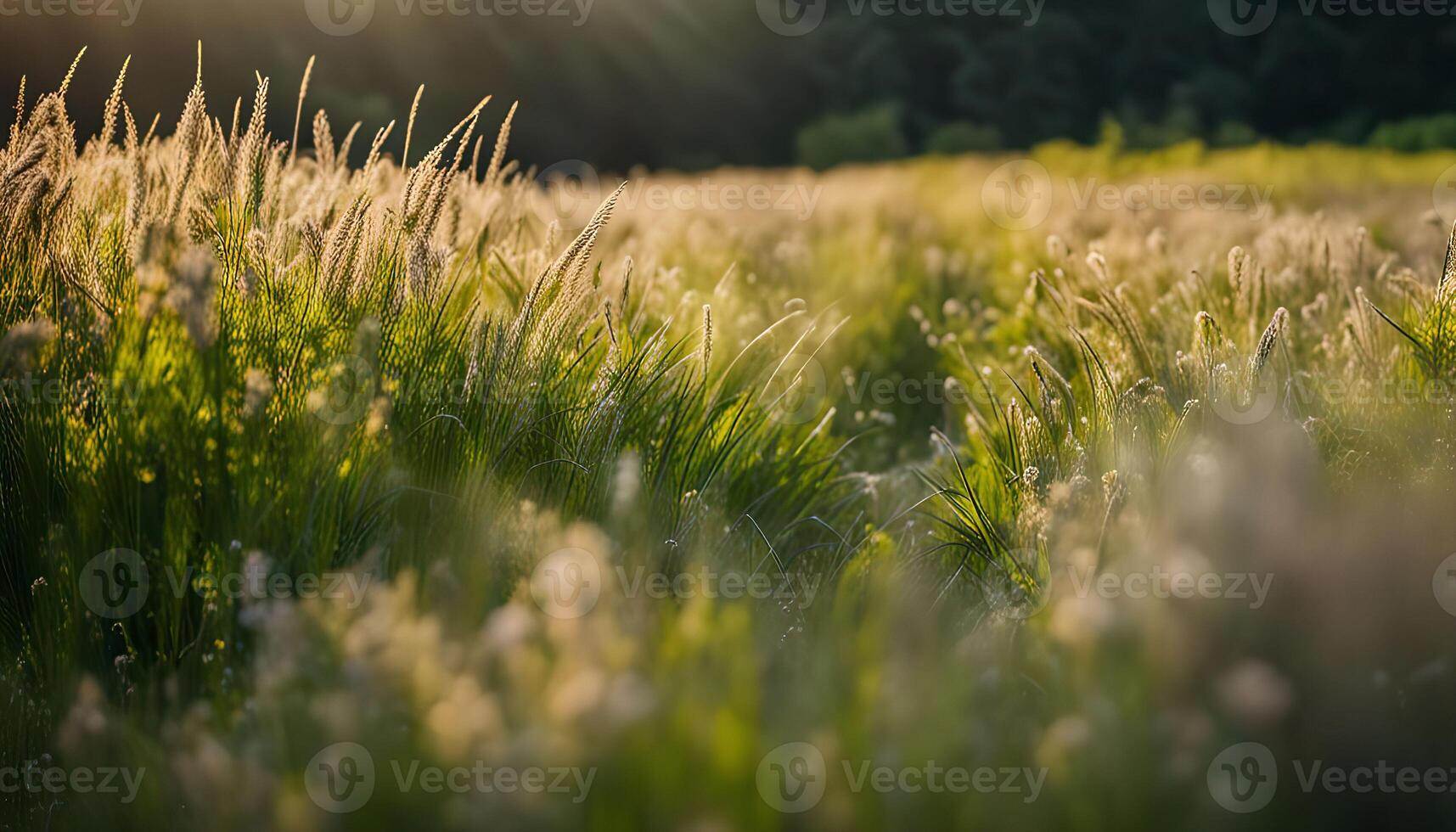 Golden Hour in a Field of Grass photo