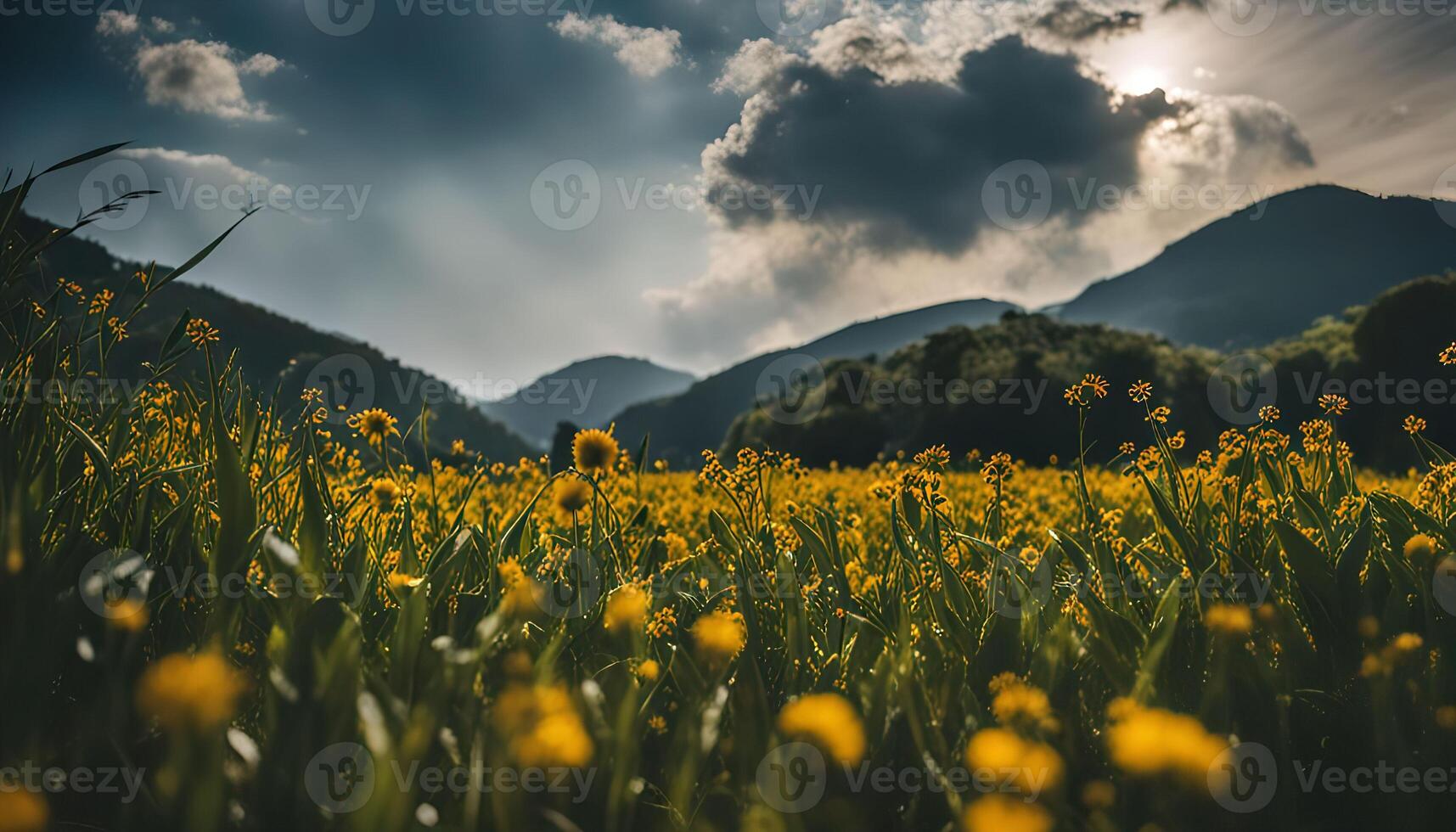 Yellow Flower Field with Mountain Backdrop photo