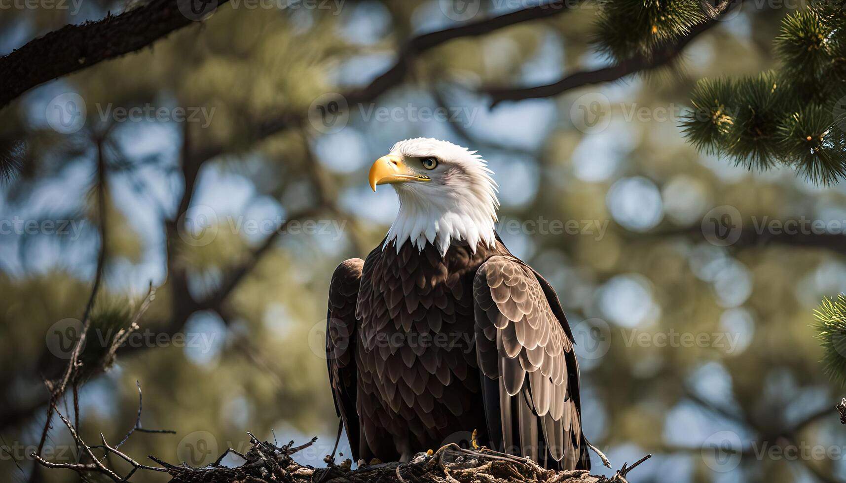 Majestic Bald Eagle in its Nest photo