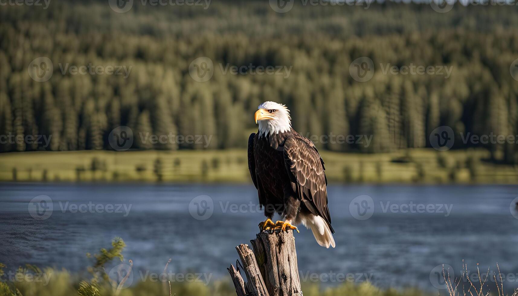 Majestic Bald Eagle Perched on a Log by a Lake photo