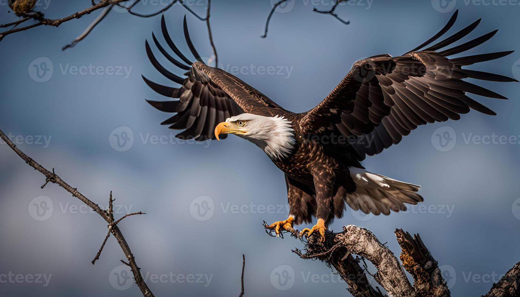 Majestic Bald Eagle in Flight photo