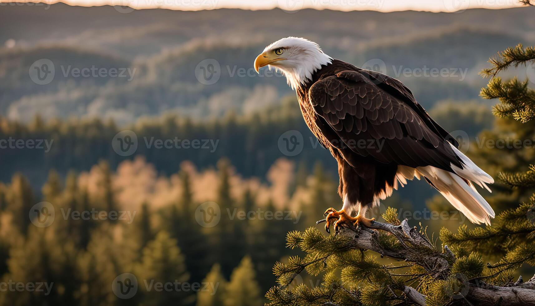 Majestic Bald Eagle Perched on a Branch photo