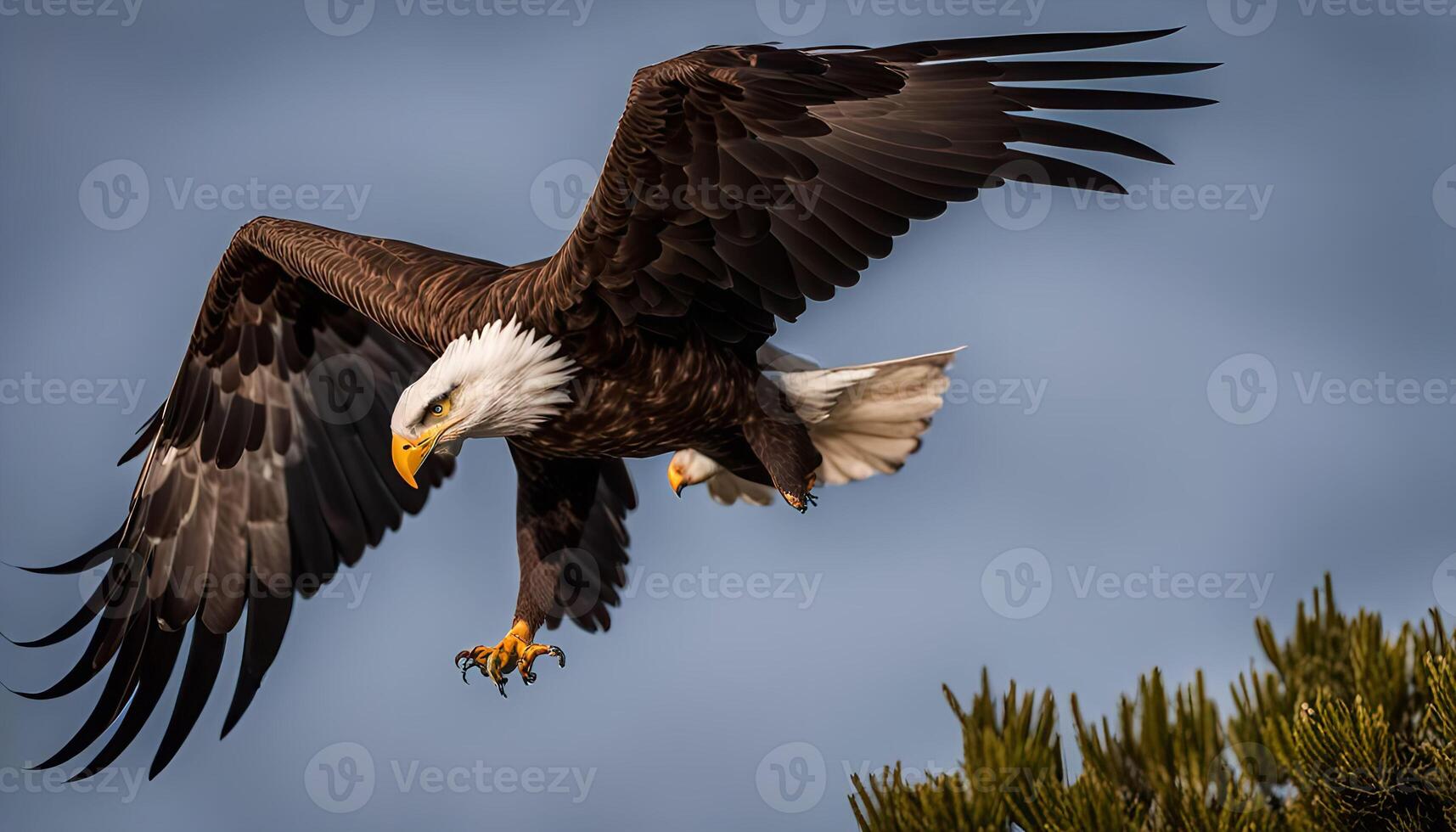 Bald Eagle in Flight photo