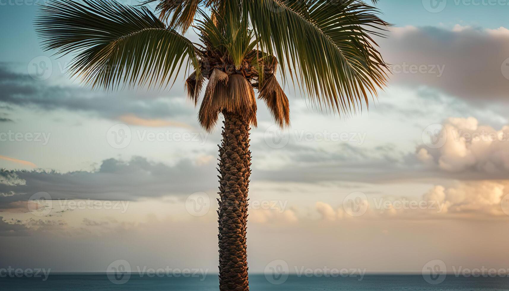 Palm Tree Silhouette Against a Cloudy Sunset Sky photo