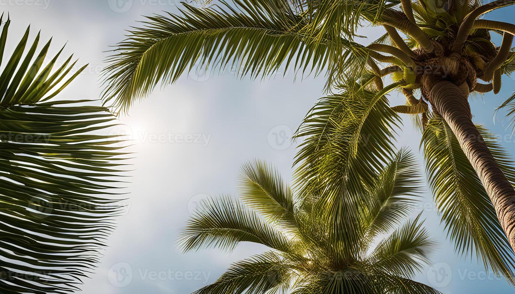 Palm Trees Under a Bright Sky photo