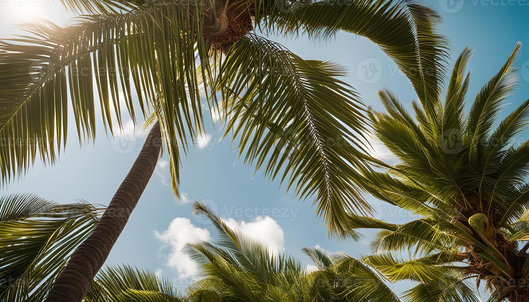 Palm Trees Under a Bright Sky photo