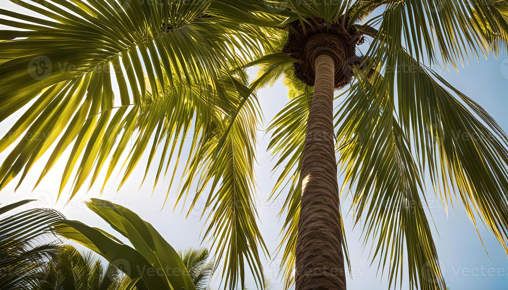 Palm Tree against the Blue Sky photo