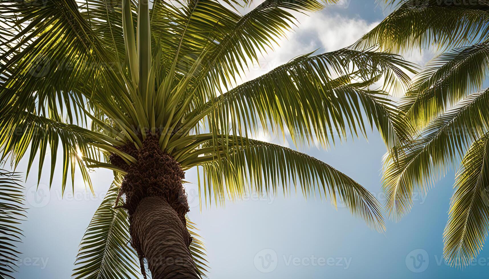 Palm Tree Canopy Against Blue Sky photo
