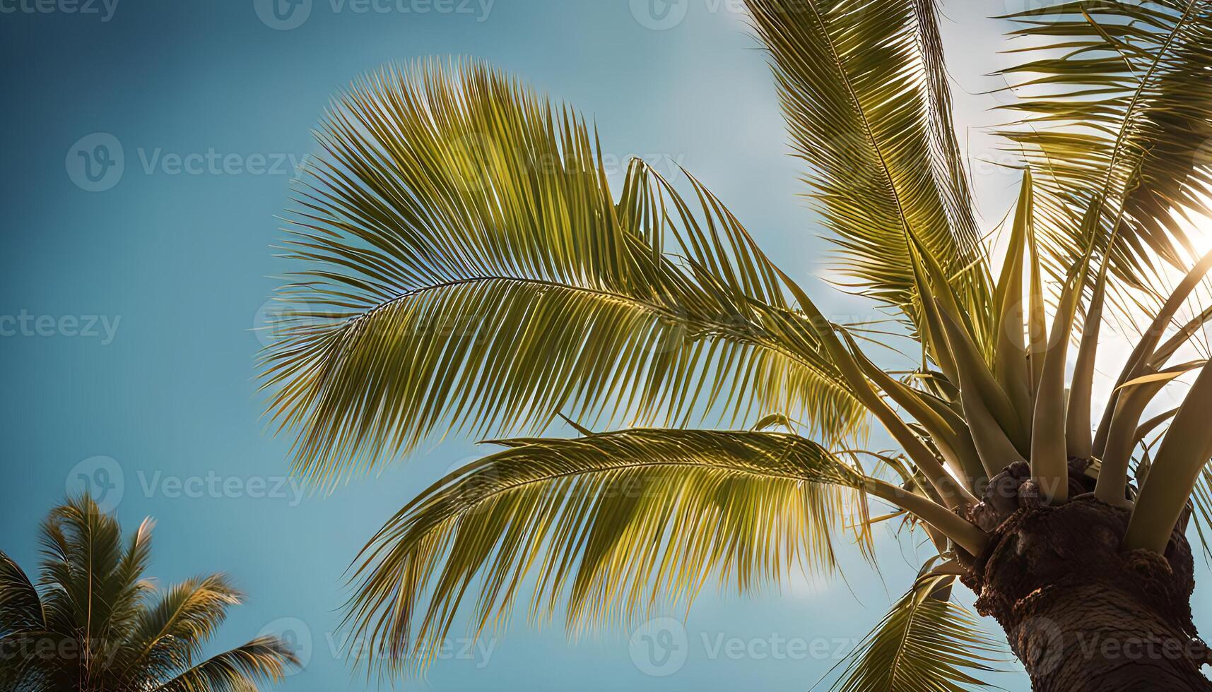 Palm Tree with Sun Behind It photo