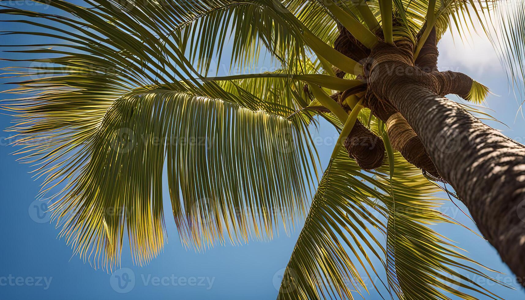 Palm Tree Under a Bright Summer Sky photo