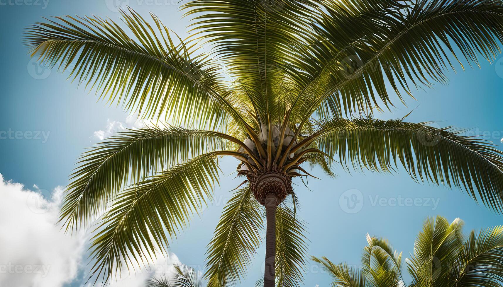 Palm Tree Under Blue Sky photo