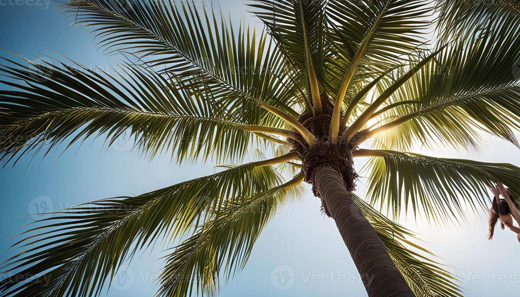 Palm Tree and Sky with a Person in the Background photo
