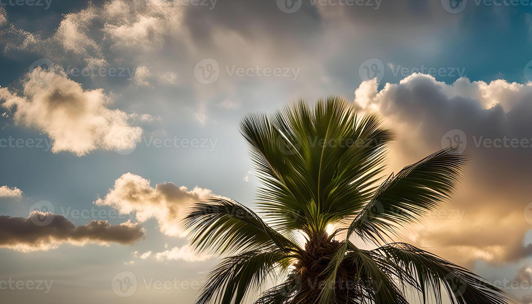 Palm Tree Silhouette Against a Cloudy Sky photo
