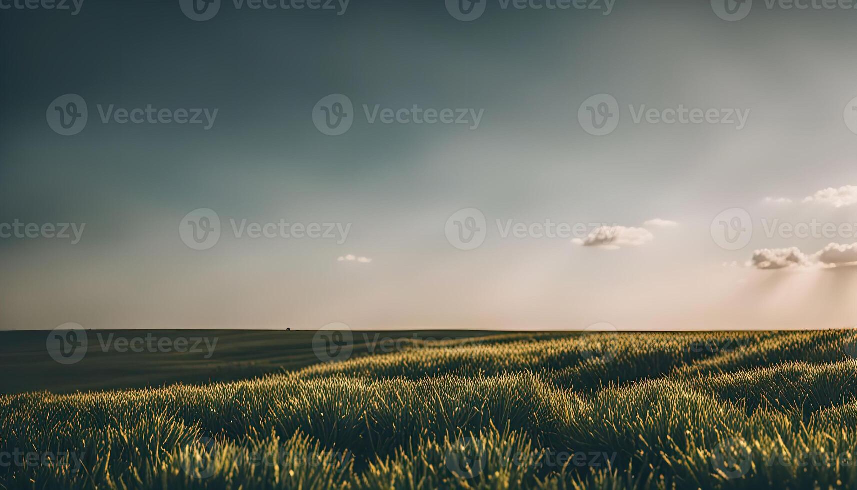Sunset over a Field of Green photo