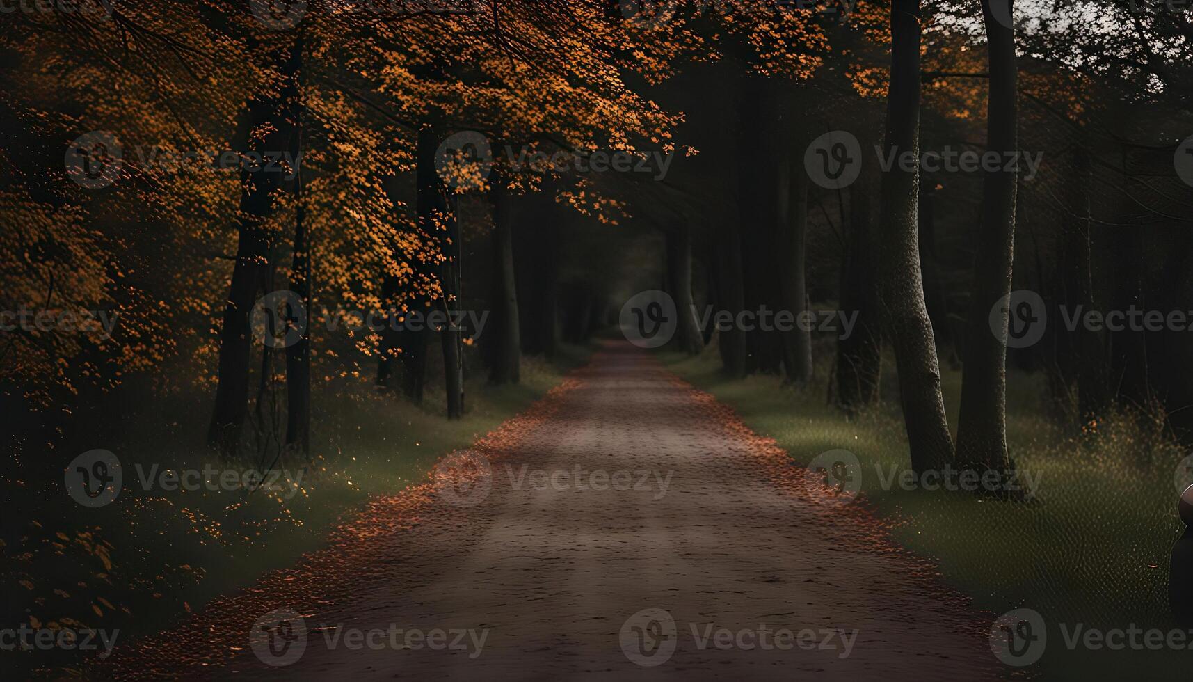 Mystical Forest Path photo