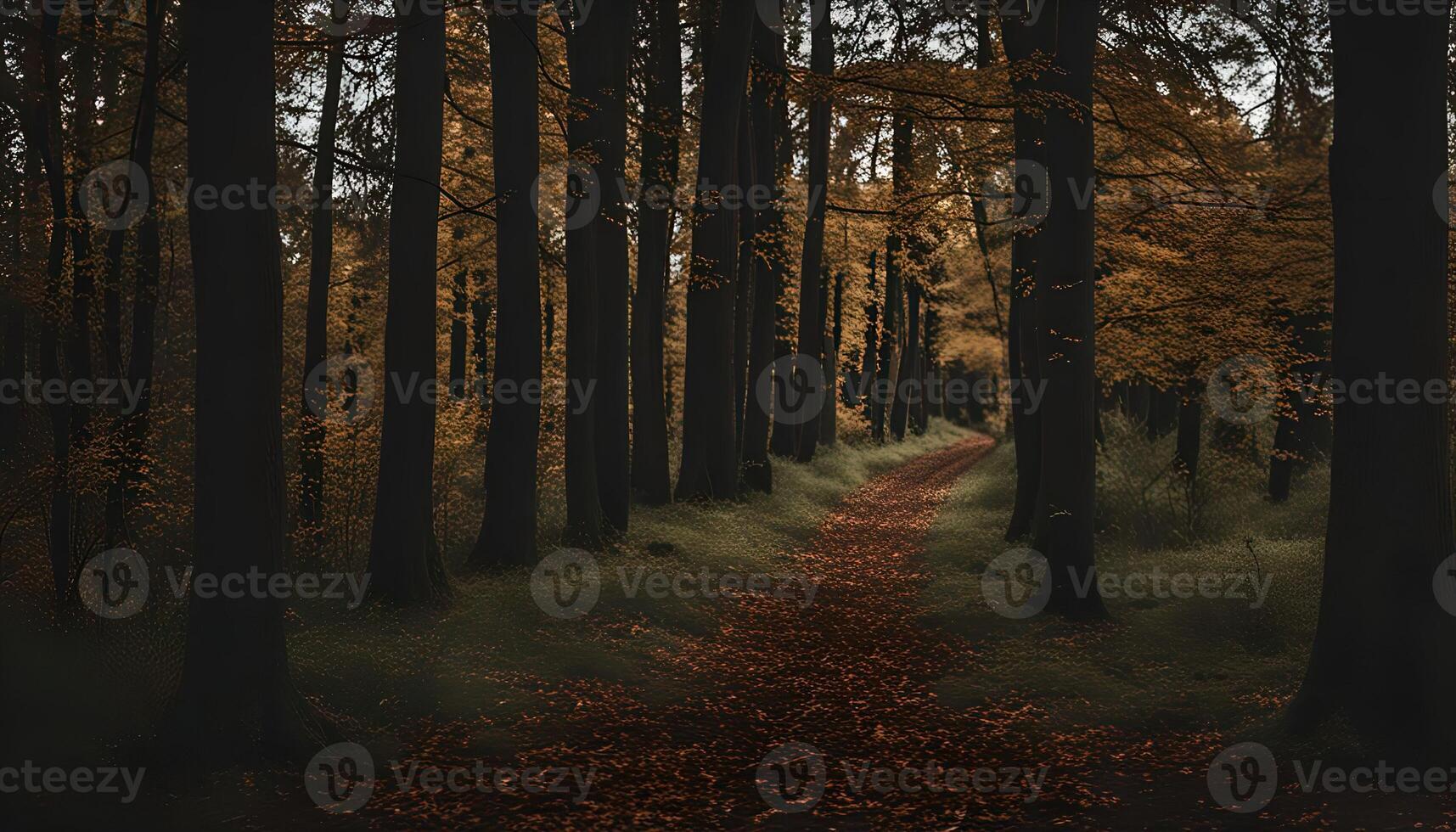 Path Through the Forest photo