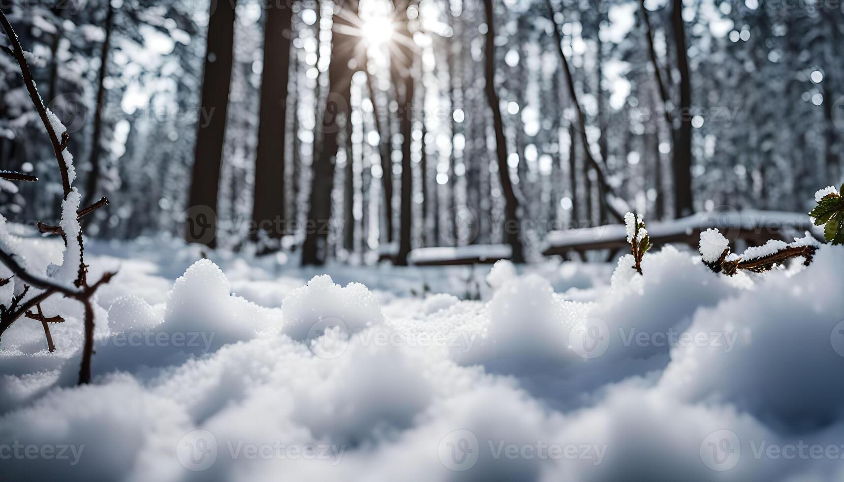 Snowy Forest Floor with Sun Shining Through Trees photo
