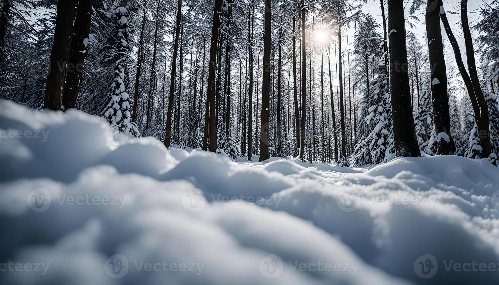 Snowy Forest Path photo