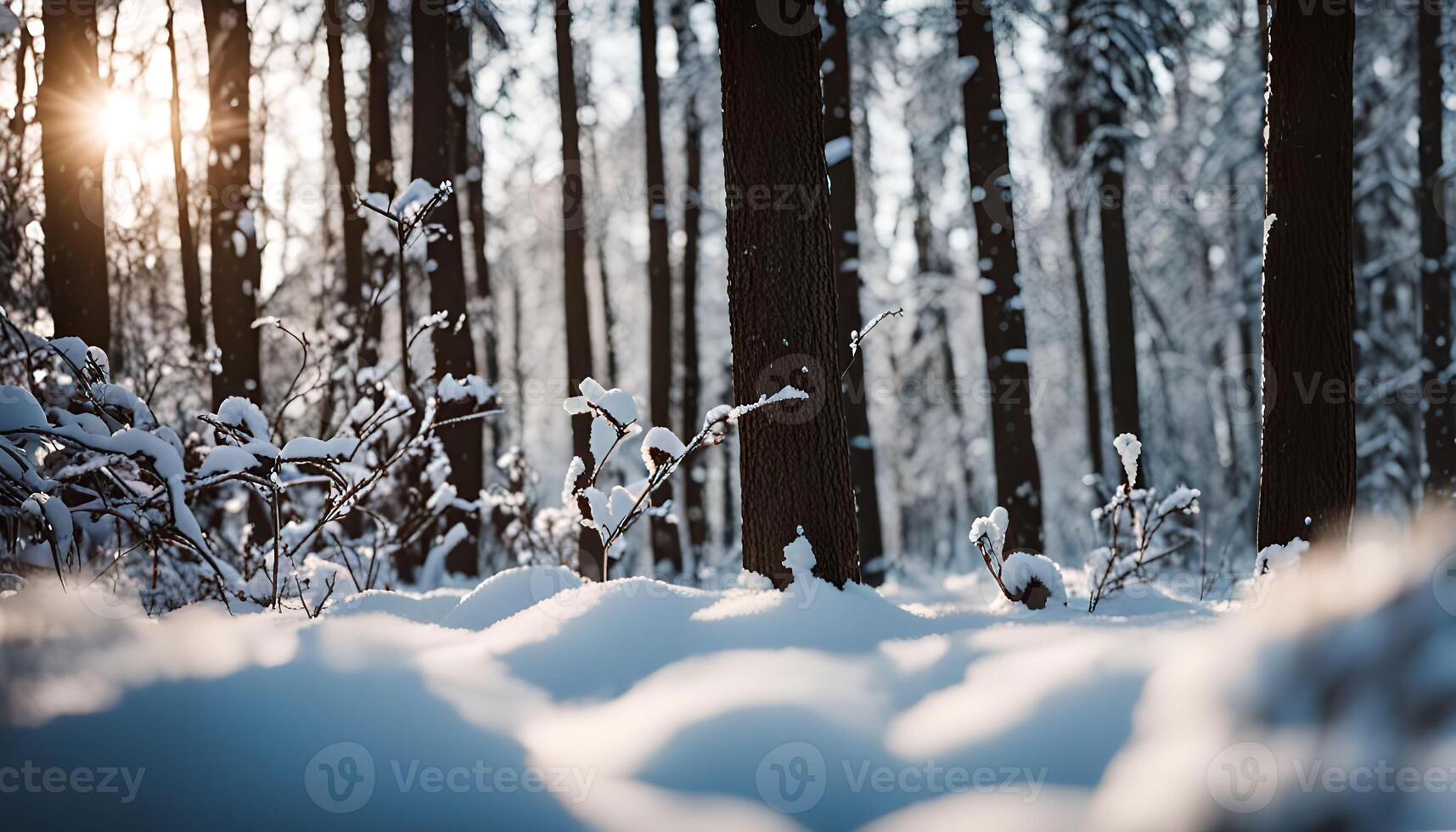 Snowy Forest at Sunset photo