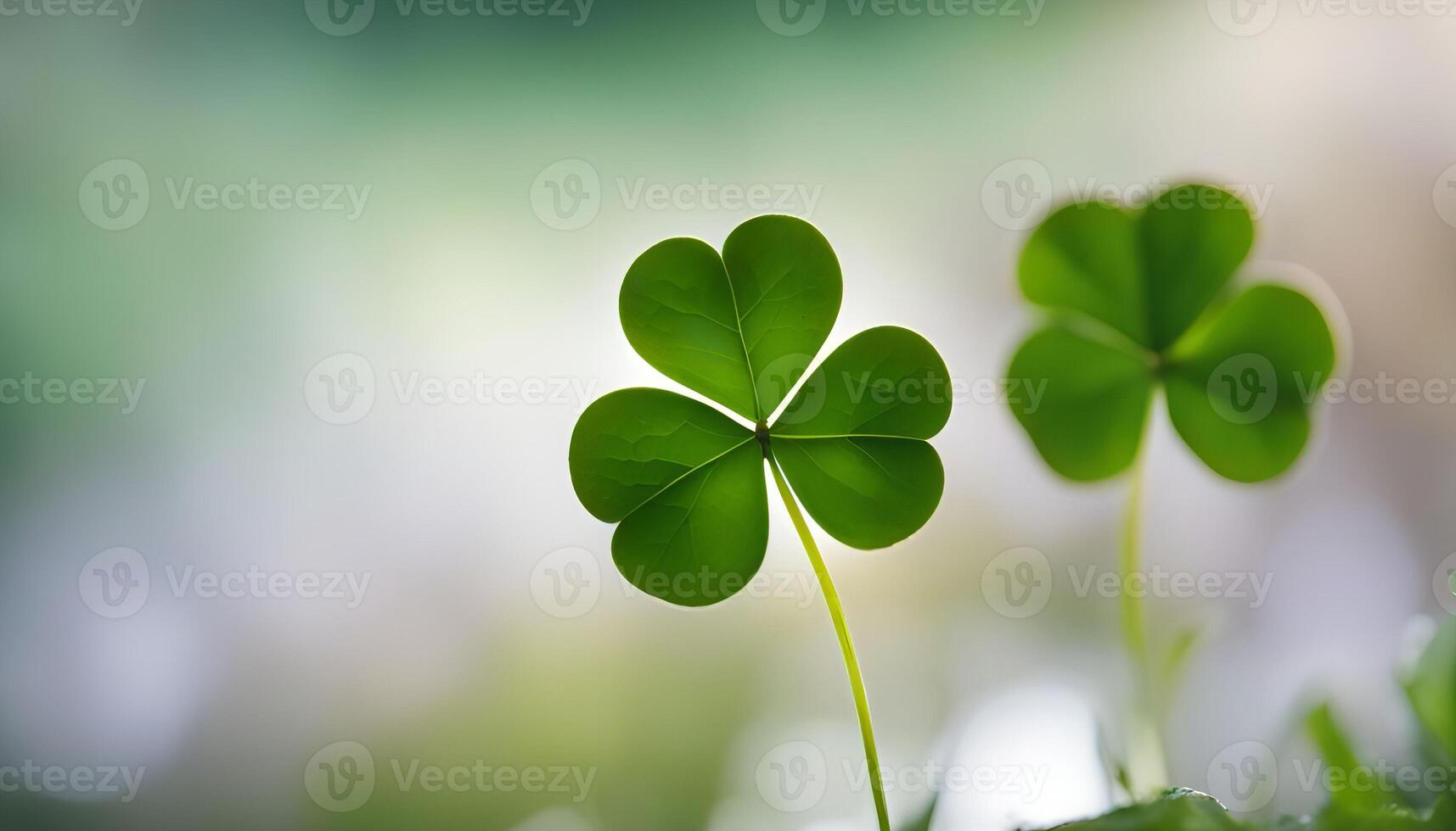 Four Leaf Clover - A Symbol of Luck photo