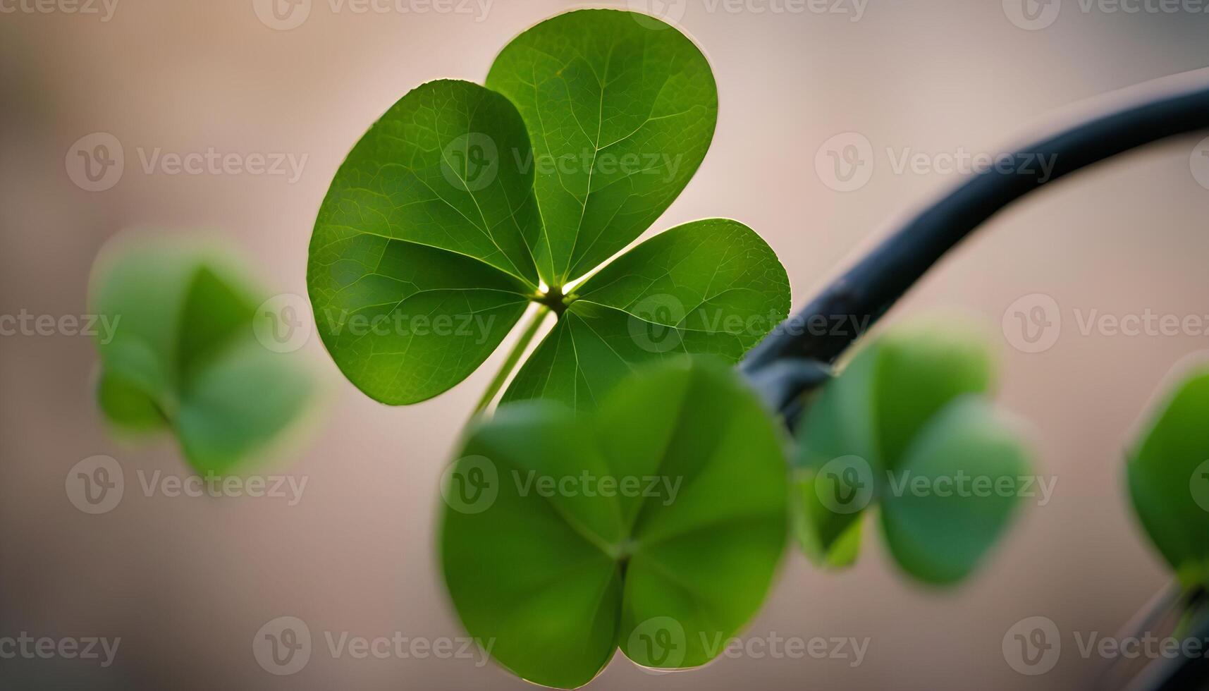 Close Up of a Green Four Leaf Clover photo