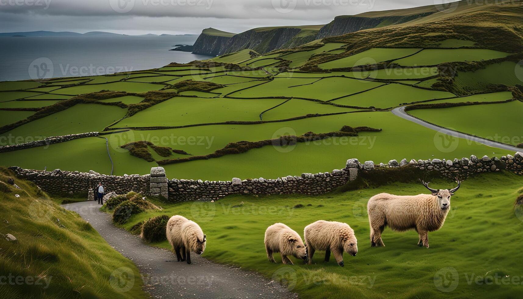 Irish Countryside with Sheep and Winding Road photo