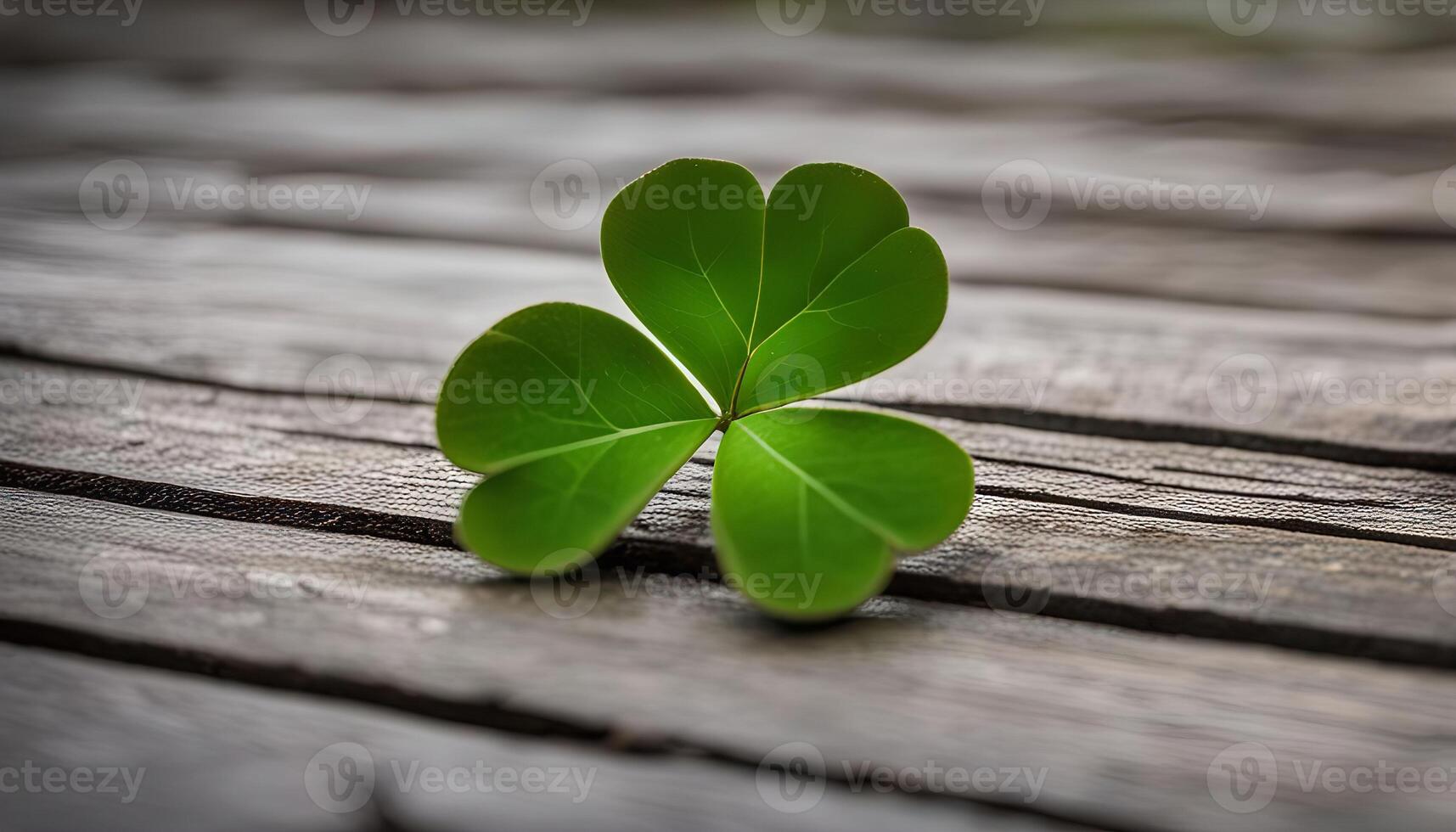 Shamrock on Wooden Surface photo