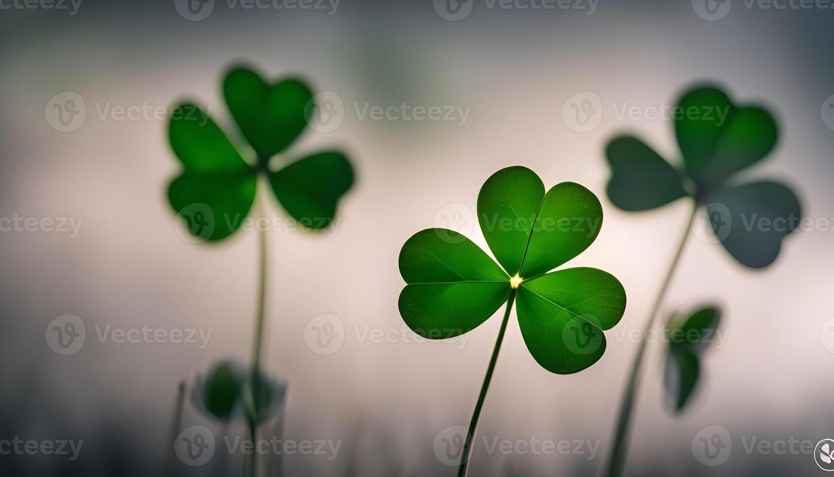 Clover Leaves in the Light photo