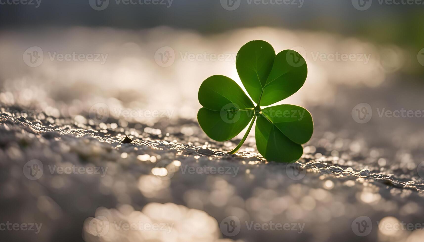 A Single Clover Leaf in the Sunlight photo