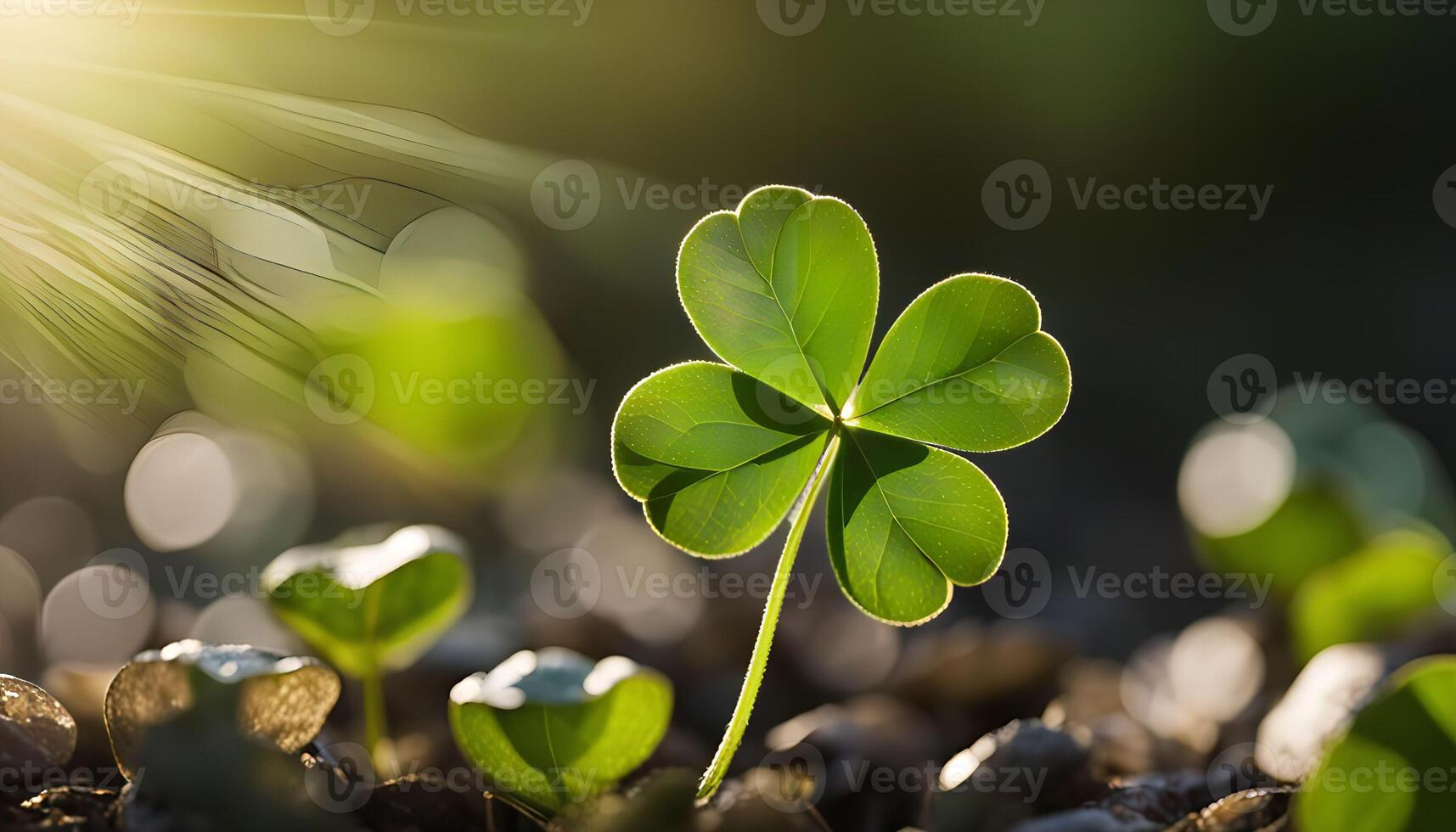 Four Leaf Clover in the Sunlight photo