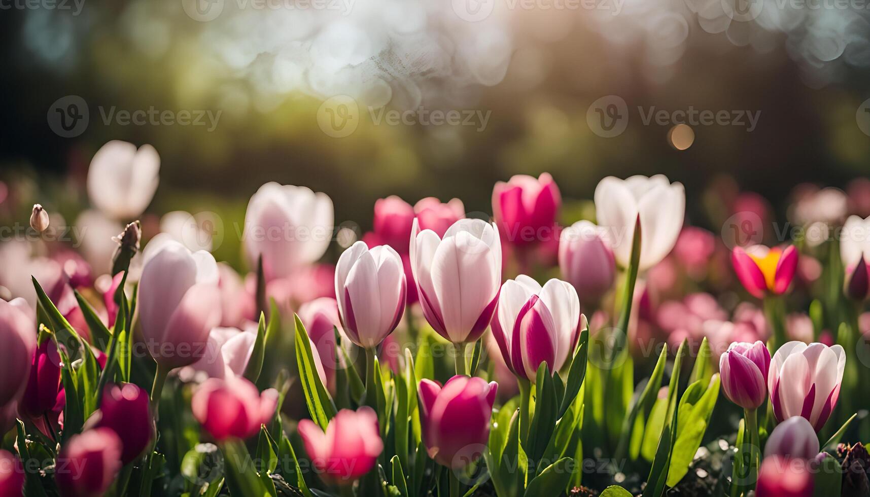 A Close-Up of Tulips in a Garden photo