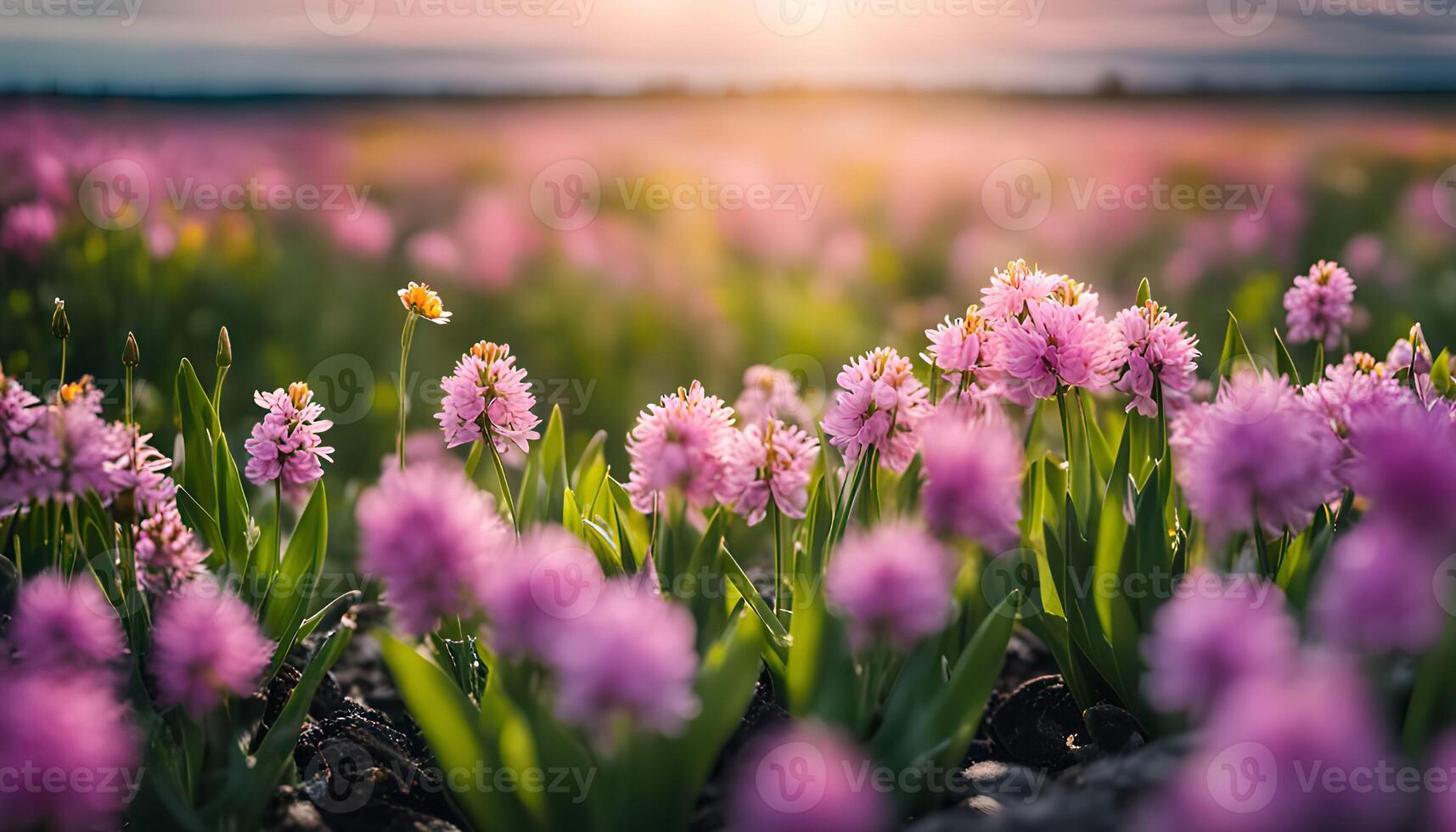 Pink Flower Field at Sunset photo